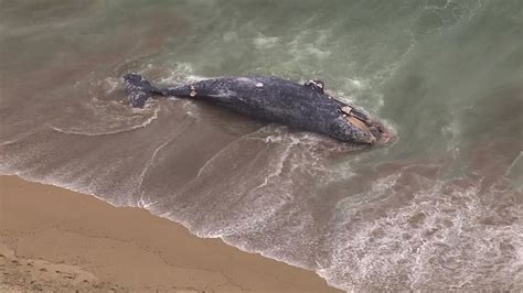 What caused the whale to wash ashore in PB?